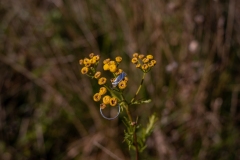 Plener_AP-130
